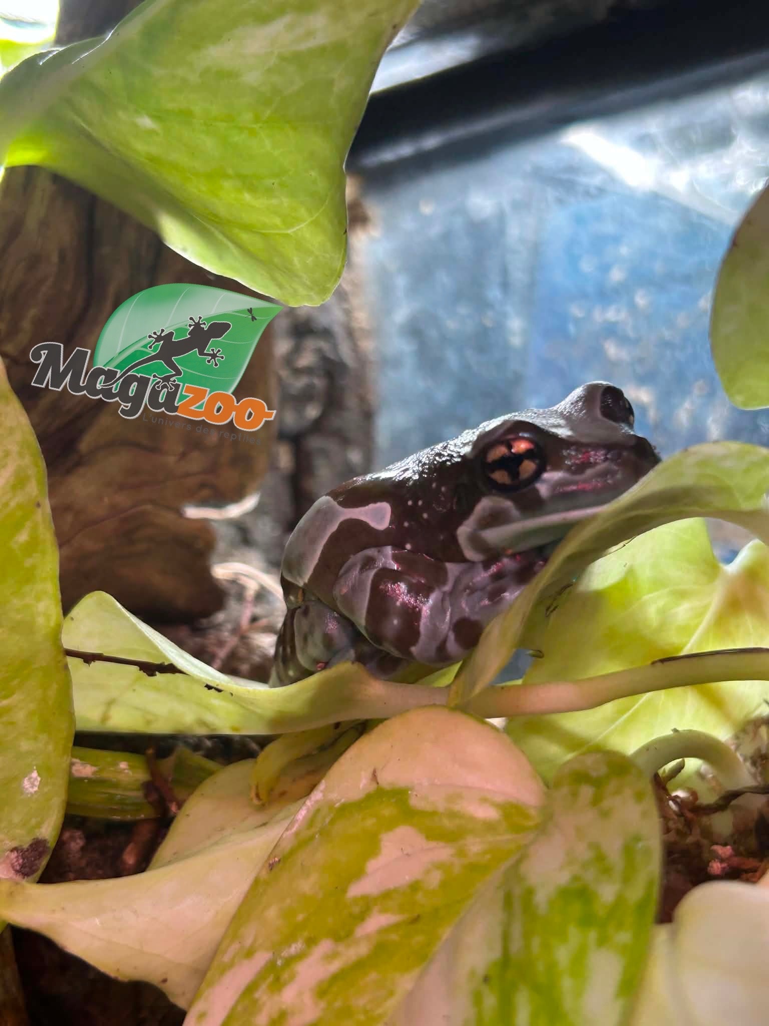 Magazoo Amazone Milk frog