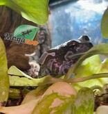 Magazoo Amazone Milk frog