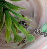 Magazoo Baby Jumping spider (i3) / Phiddipus regius North Florida White