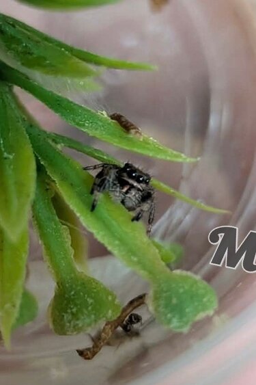Magazoo Araignée sauteuse  Bébé (i3) / Phiddipus regius North Florida White