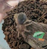 Magazoo Mygale mexicaine à jambes rouges (1/2'') /Brachypelma emilia  bébé