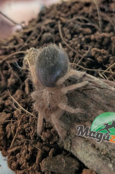 Magazoo Mygale mexicaine à jambes rouges (1/2'') /Brachypelma emilia  bébé