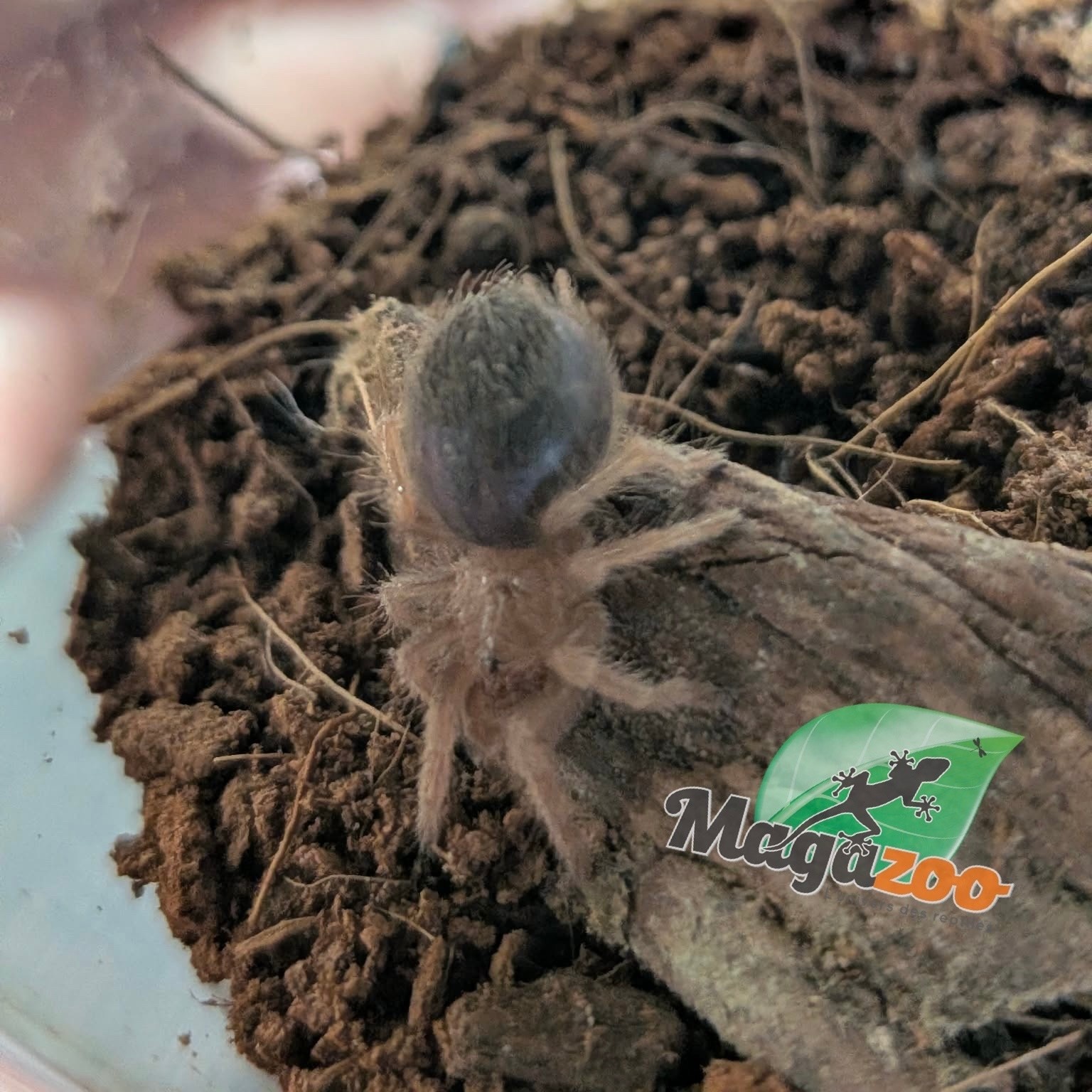 Magazoo Baby Mexican red leg tarantula (1/2'') /Brachypelma emilia  bébé