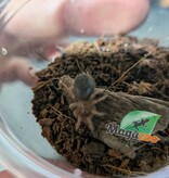 Magazoo Baby Mexican red leg tarantula (1/2'') /Brachypelma emilia  bébé