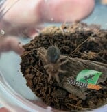 Magazoo Mygale mexicaine à jambes rouges (1/2'') /Brachypelma emilia  bébé