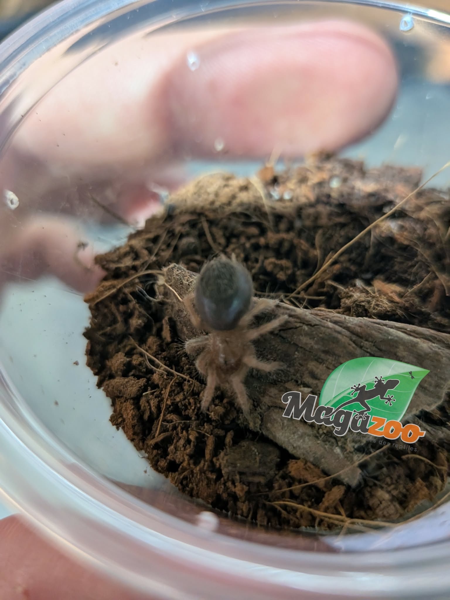 Magazoo Mygale mexicaine à jambes rouges (1/2'') /Brachypelma emilia  bébé