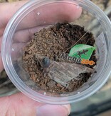 Magazoo Baby Mexican red leg tarantula (1/2'') /Brachypelma emilia  bébé