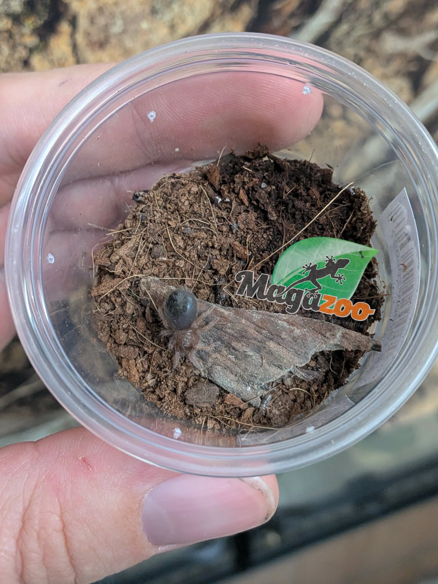Magazoo Mygale mexicaine à jambes rouges (1/2'') /Brachypelma emilia  bébé