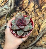 Magazoo Plante Echeveria ''Red Psyche''