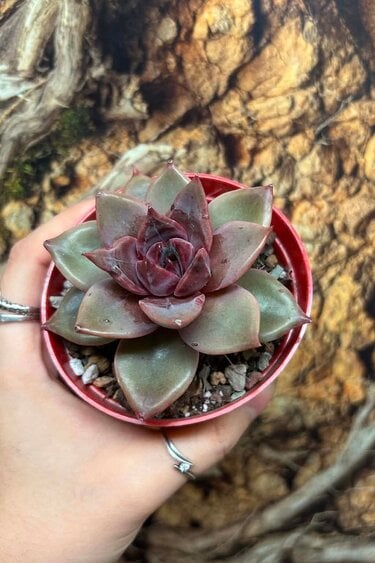 Magazoo Echeveria ''Red Psyche'' Plant