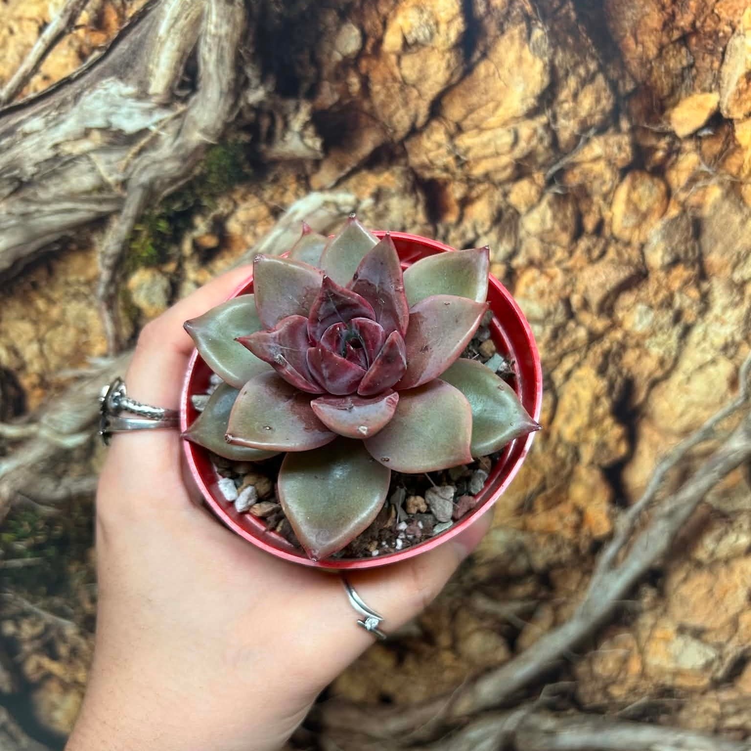 Magazoo Plante Echeveria ''Red Psyche''