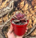 Magazoo Plante Echeveria ''Red Psyche''