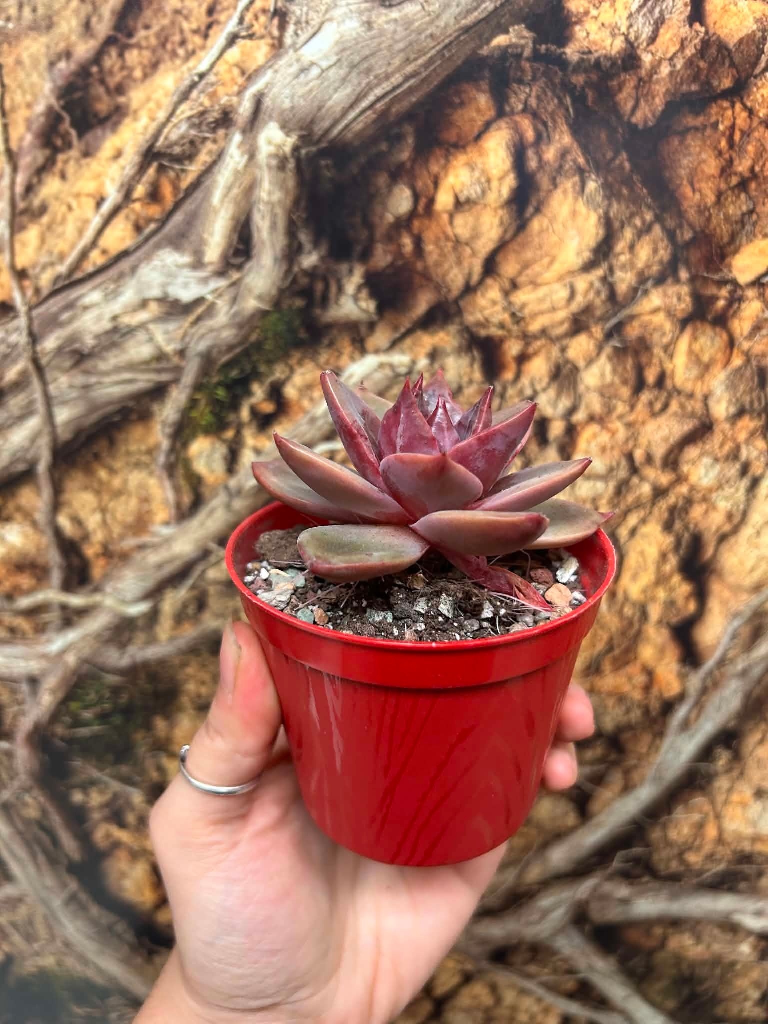 Magazoo Plante Echeveria ''Red Psyche''