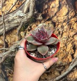 Magazoo Echeveria ''Red Psyche'' Plant