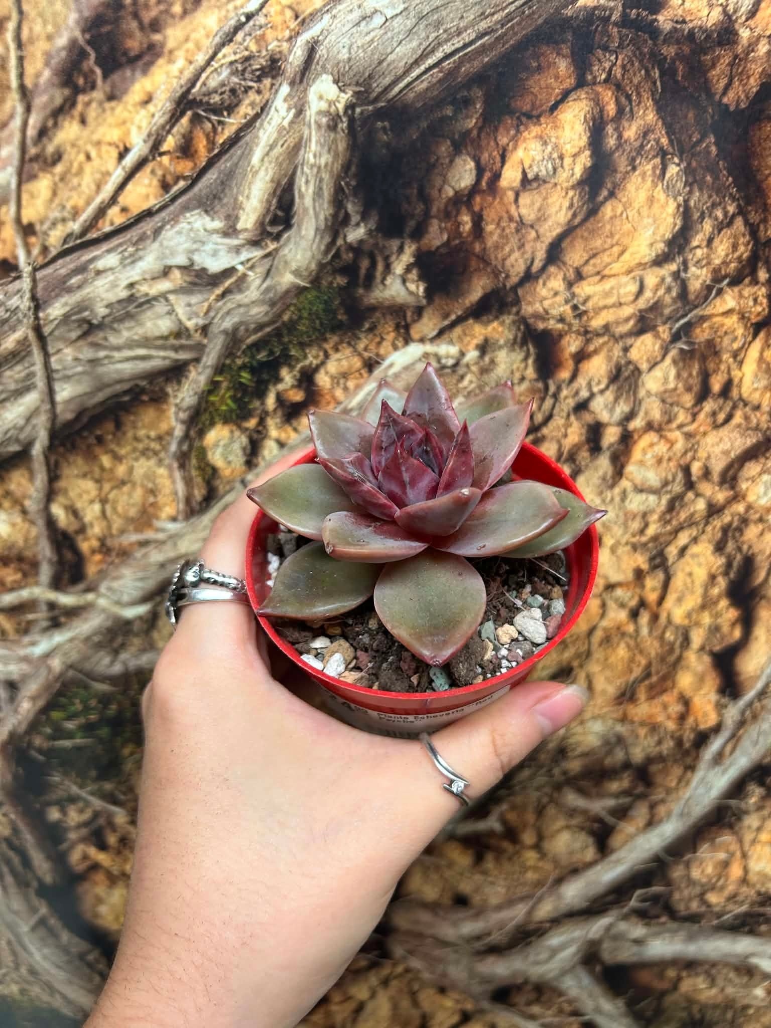 Magazoo Plante Echeveria ''Red Psyche''