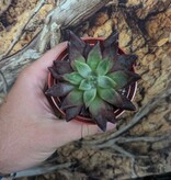 Magazoo Plante Echeveria ''Devil's Eye''