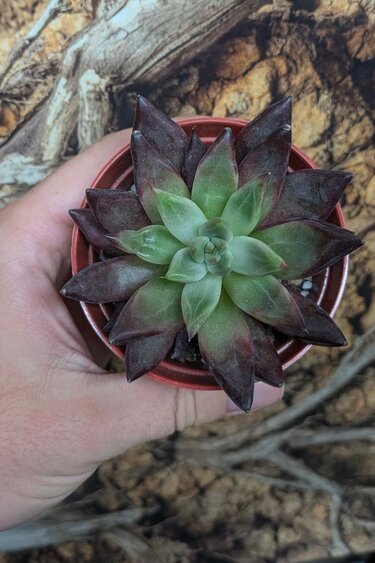 Magazoo Plante Echeveria ''Devil's Eye''