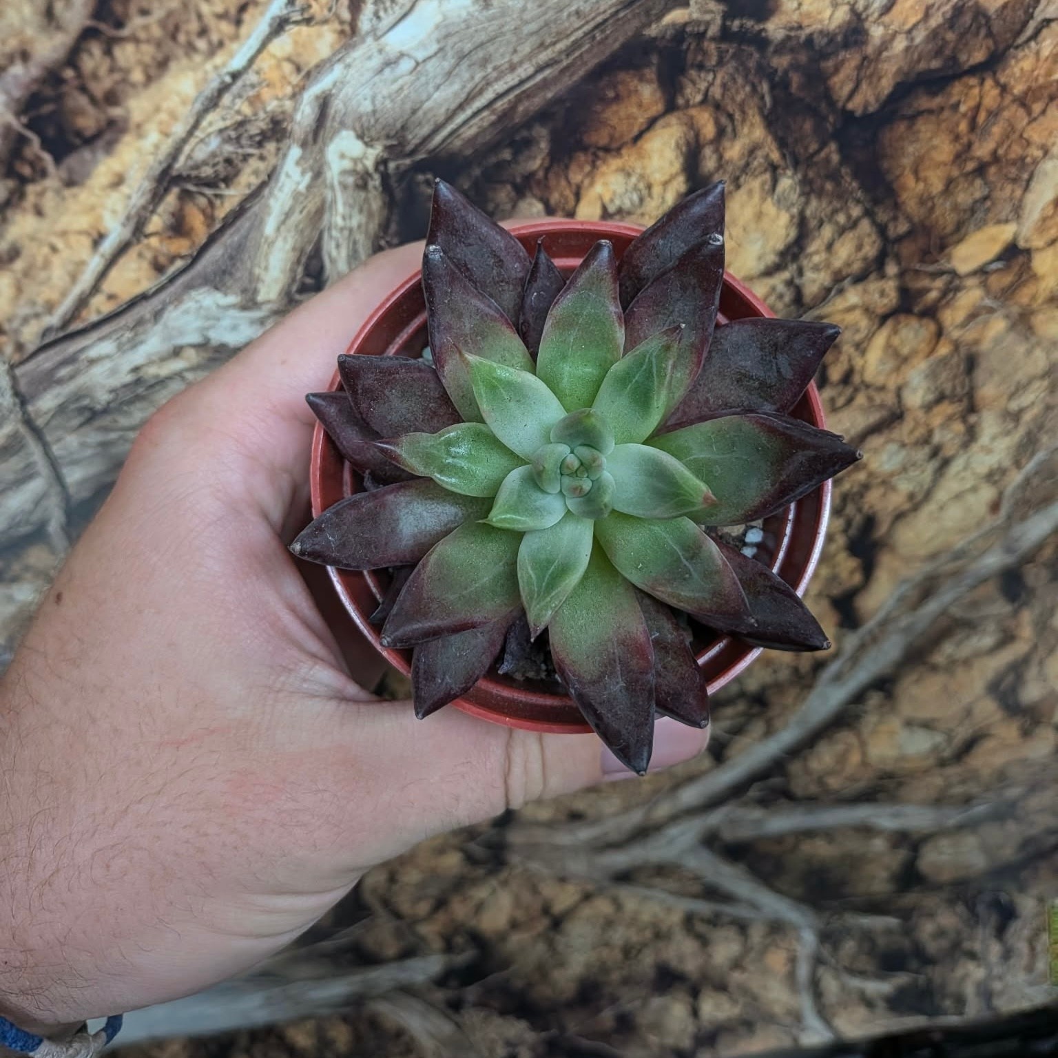 Magazoo Plante Echeveria ''Devil's Eye''