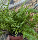 Magazoo Nephrolepis Exaltata 'Fluffy Ruffle' Plant 13cm