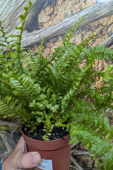 Magazoo Plante Nephrolepis Exaltata 'Fluffy Ruffle' 13cm
