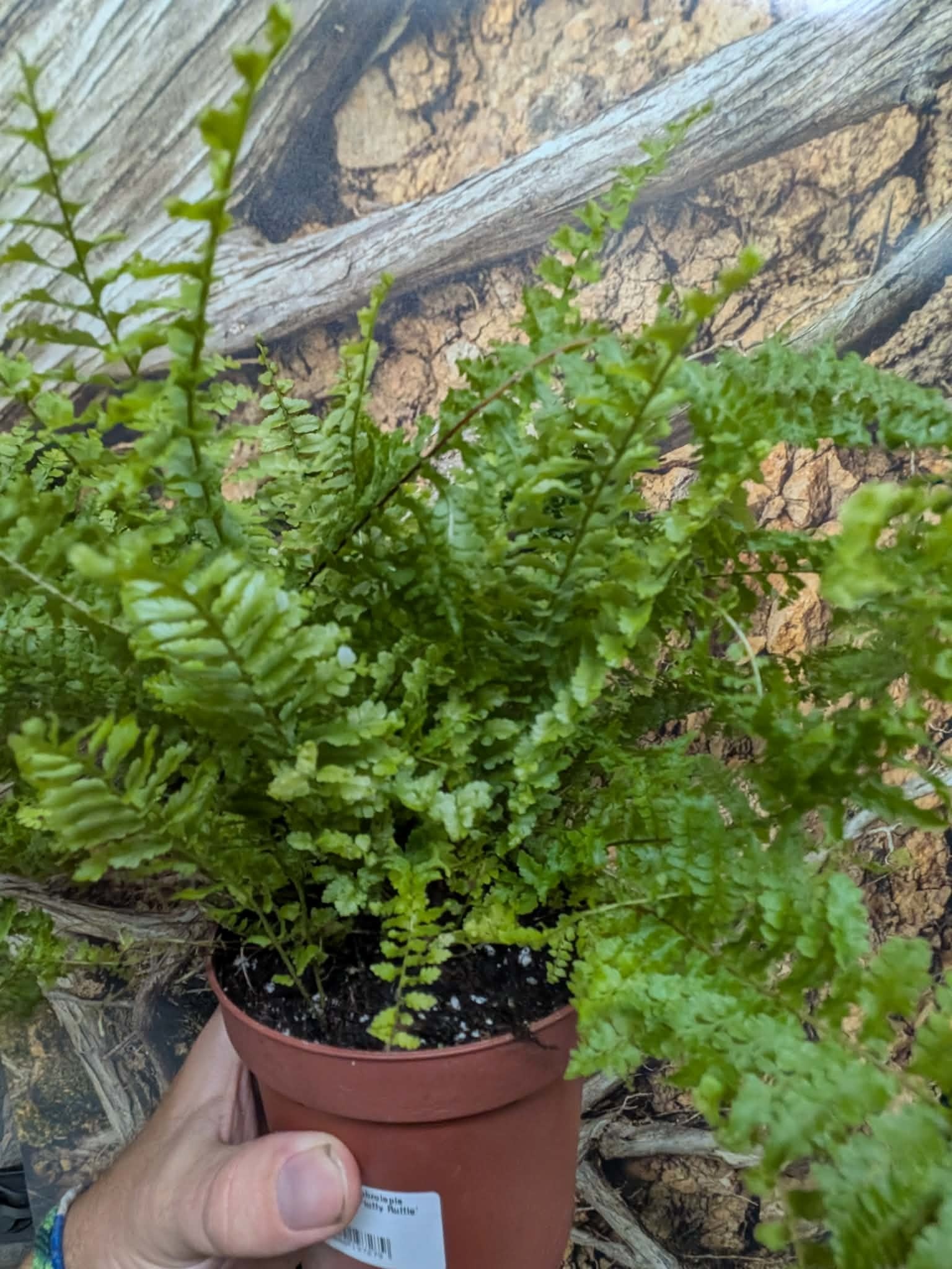Magazoo Plante Nephrolepis Exaltata 'Fluffy Ruffle' 13cm