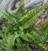 Magazoo Nephrolepis Exaltata 'Fluffy Ruffle' Plant 13cm