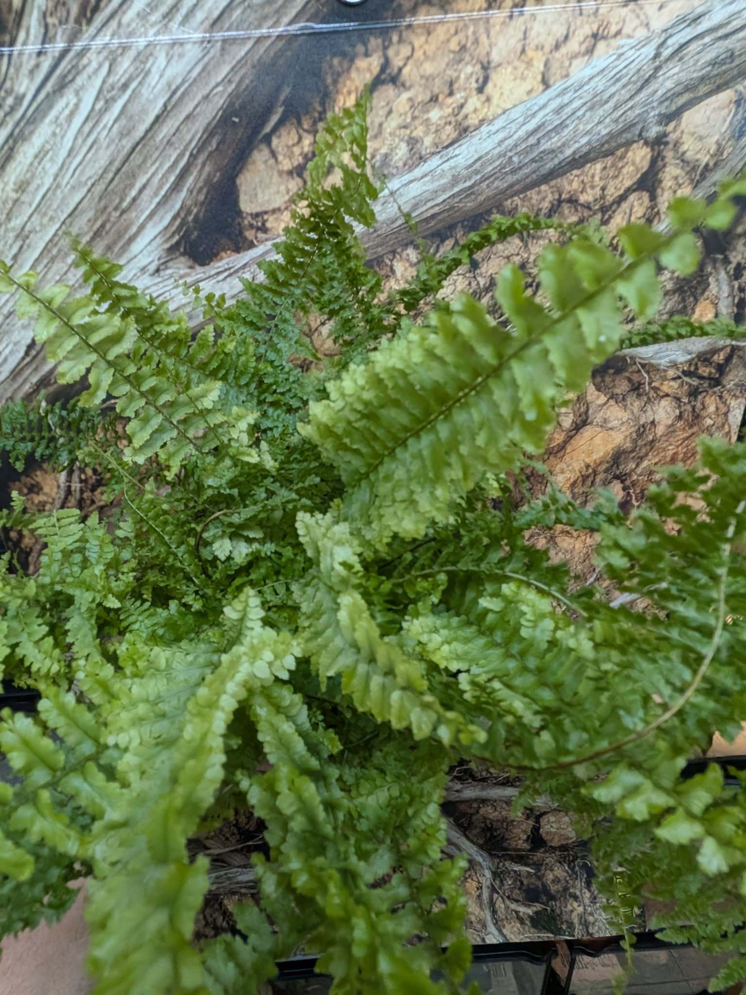 Magazoo Nephrolepis Exaltata 'Fluffy Ruffle' Plant 13cm