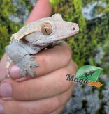 Magazoo Adult Male Harlequin Partial Pinstripe Crested gecko