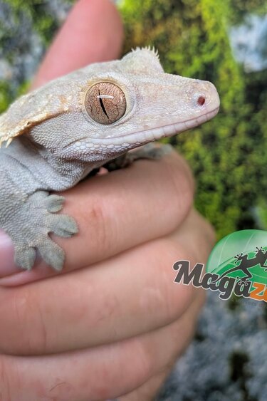 Magazoo Adult Male Harlequin Partial Pinstripe Crested gecko