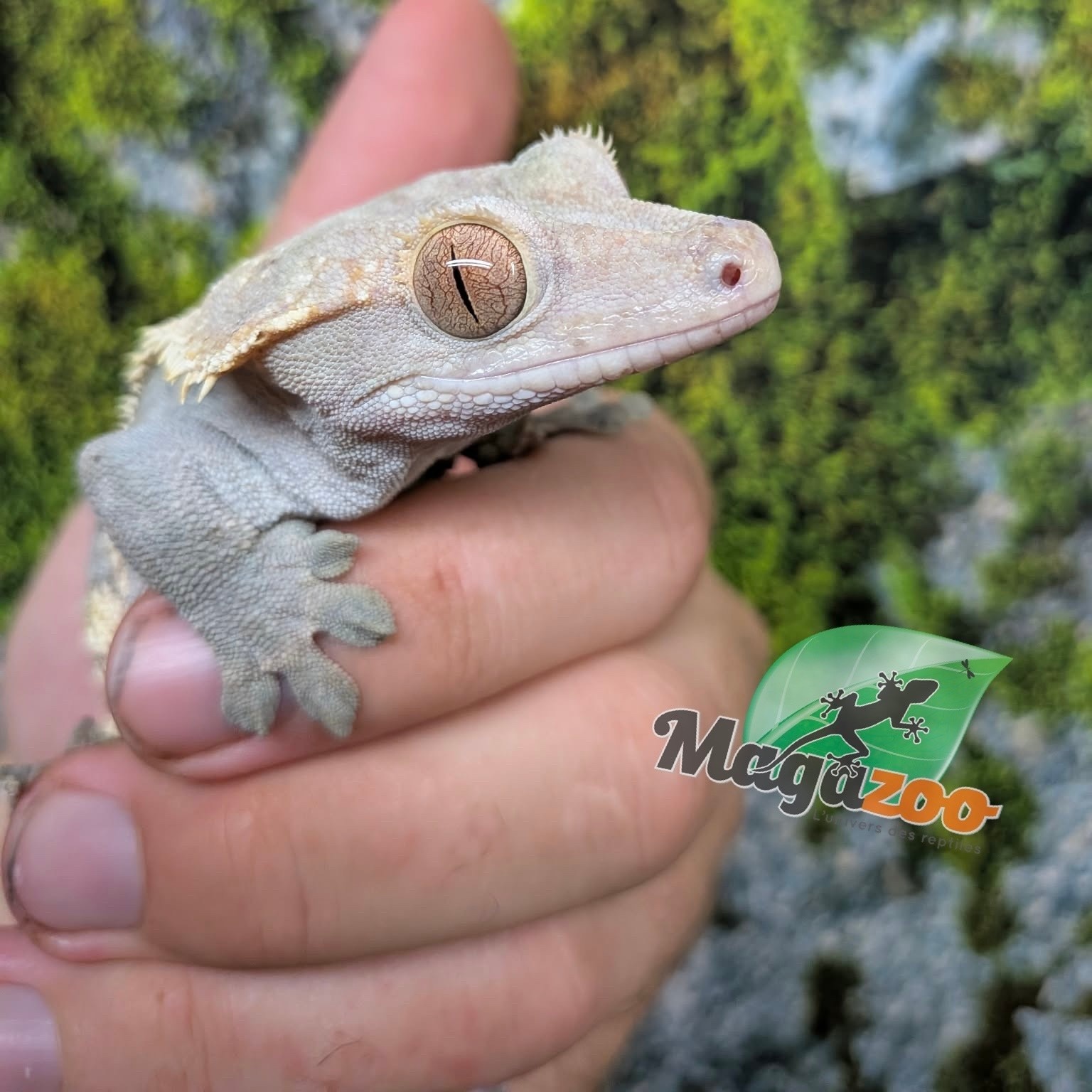 Magazoo Adult Male Harlequin Partial Pinstripe Crested gecko
