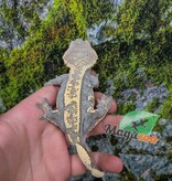Magazoo Adult Male Harlequin Partial Pinstripe Crested gecko