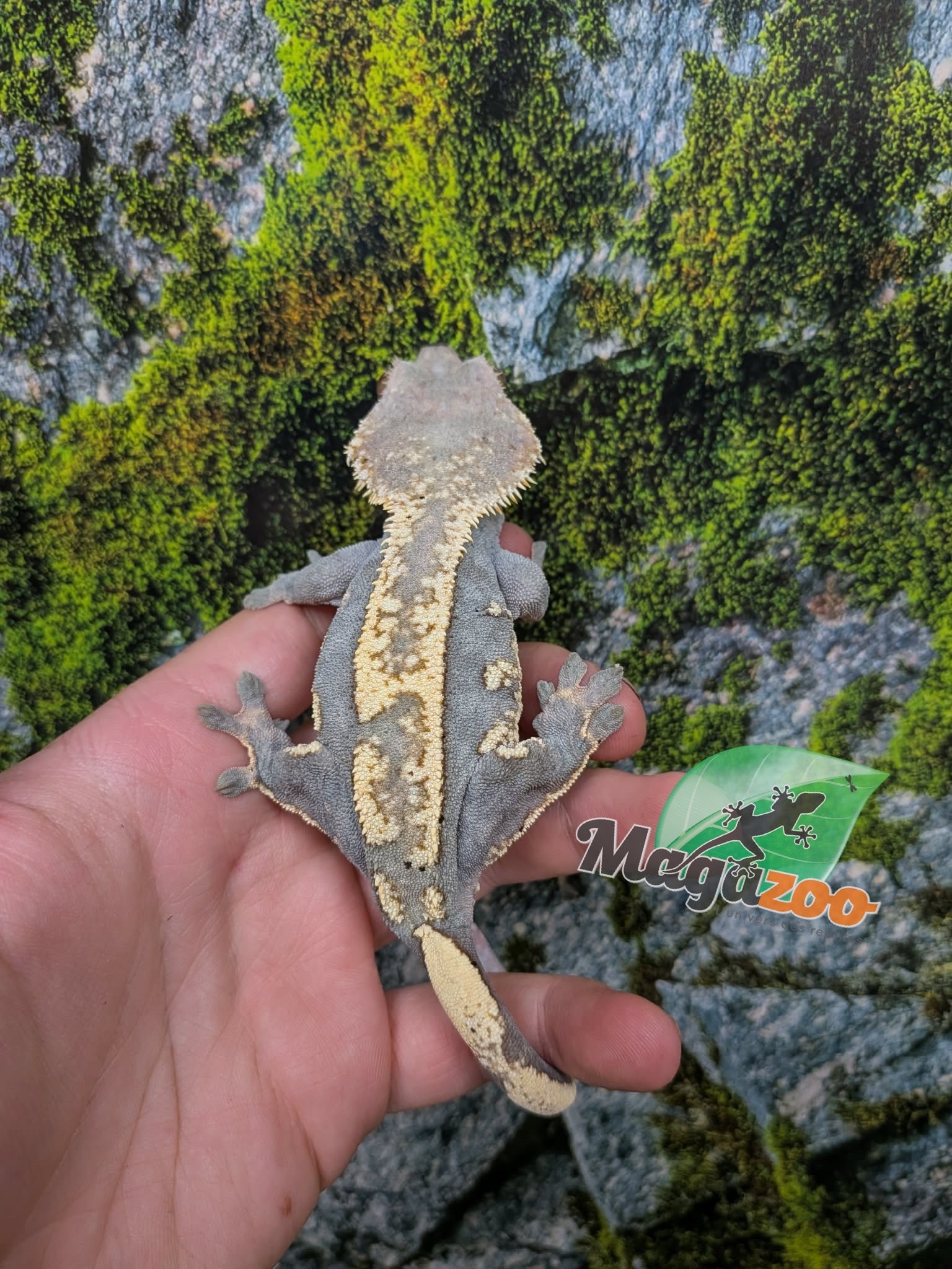 Magazoo Adult Male Harlequin Partial Pinstripe Crested gecko