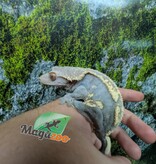 Magazoo Adult Male Harlequin Partial Pinstripe Crested gecko