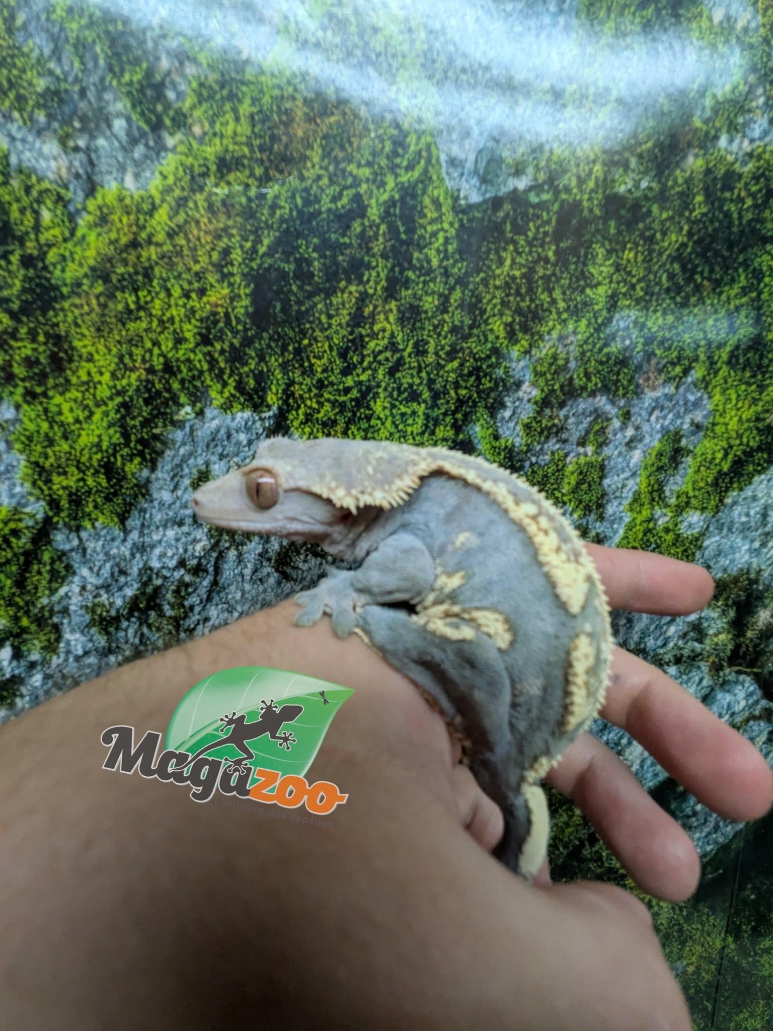 Magazoo Adult Male Harlequin Partial Pinstripe Crested gecko