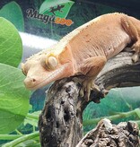 Magazoo Female Bicolore Dalmatian Confetti Crested Gecko