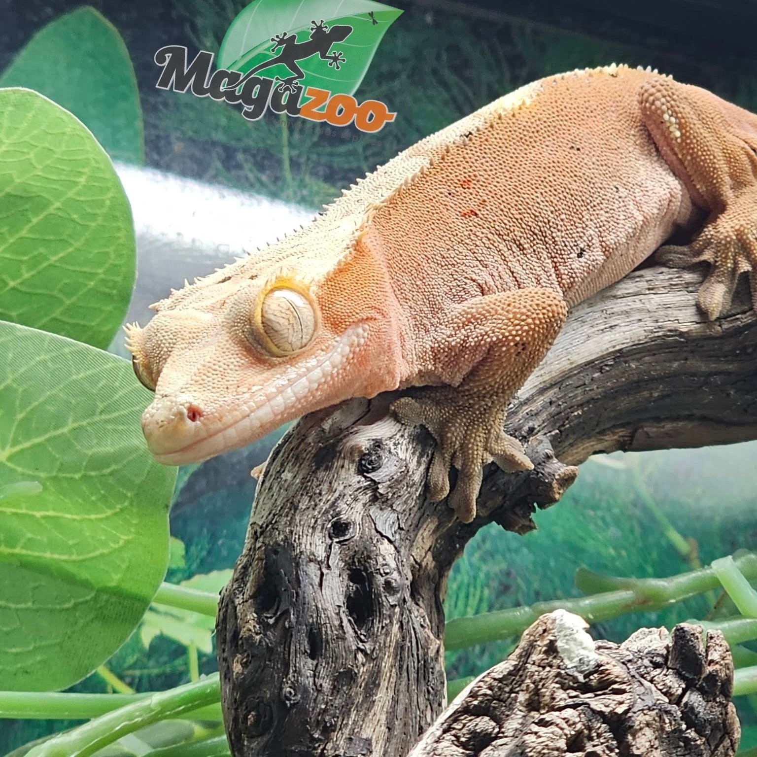 Magazoo Female Bicolore Dalmatian Confetti Crested Gecko