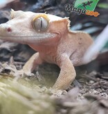 Magazoo Female Bicolore Dalmatian Confetti Crested Gecko