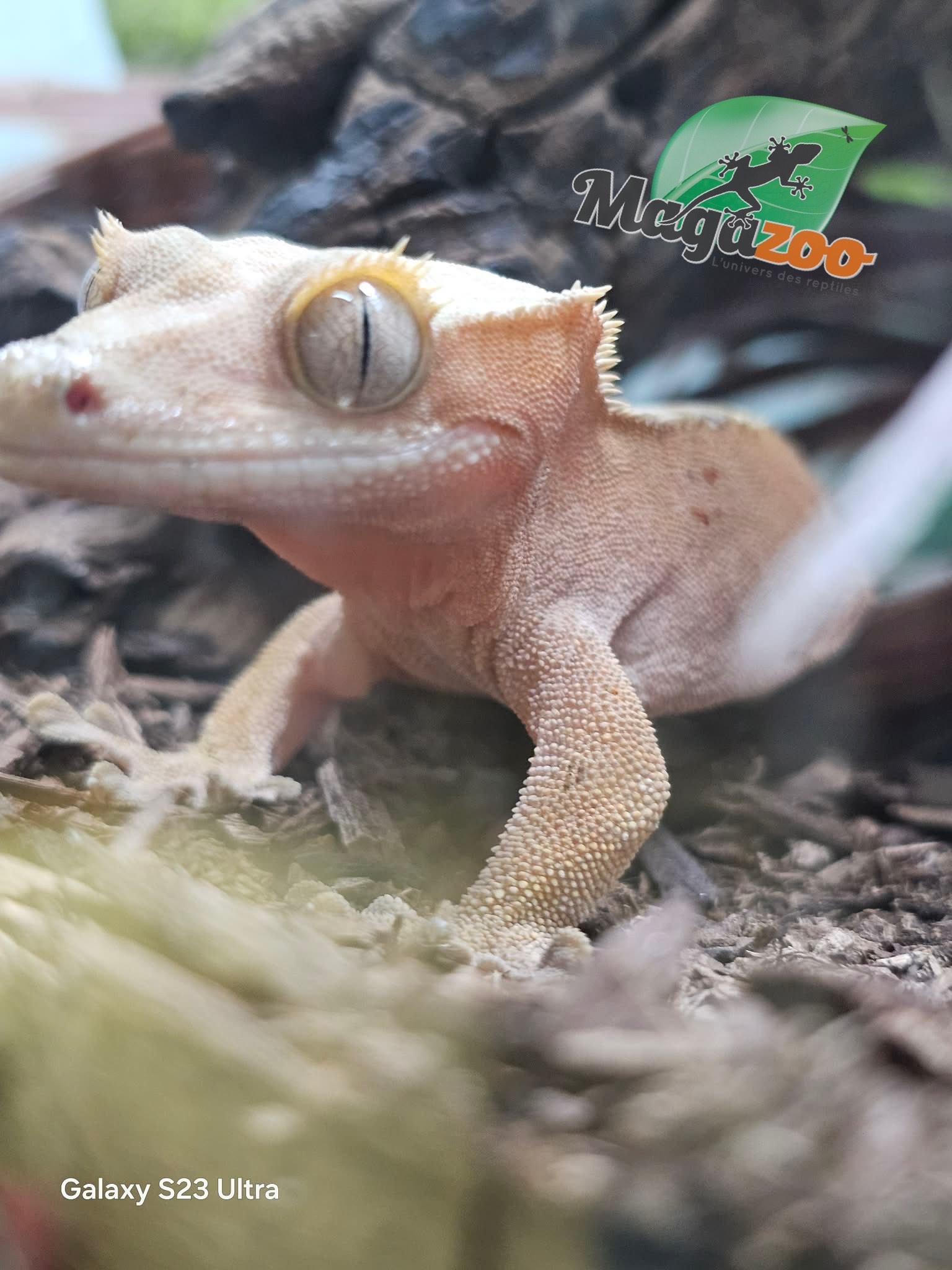Magazoo Female Bicolore Dalmatian Confetti Crested Gecko