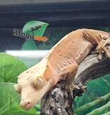 Magazoo Female Bicolore Dalmatian Confetti Crested Gecko