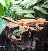 Magazoo Sub-Adulte Female Striped Orange Gargoyle gecko