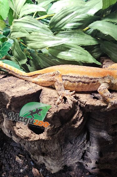 Magazoo Sub-Adulte Female Striped Orange Gargoyle gecko
