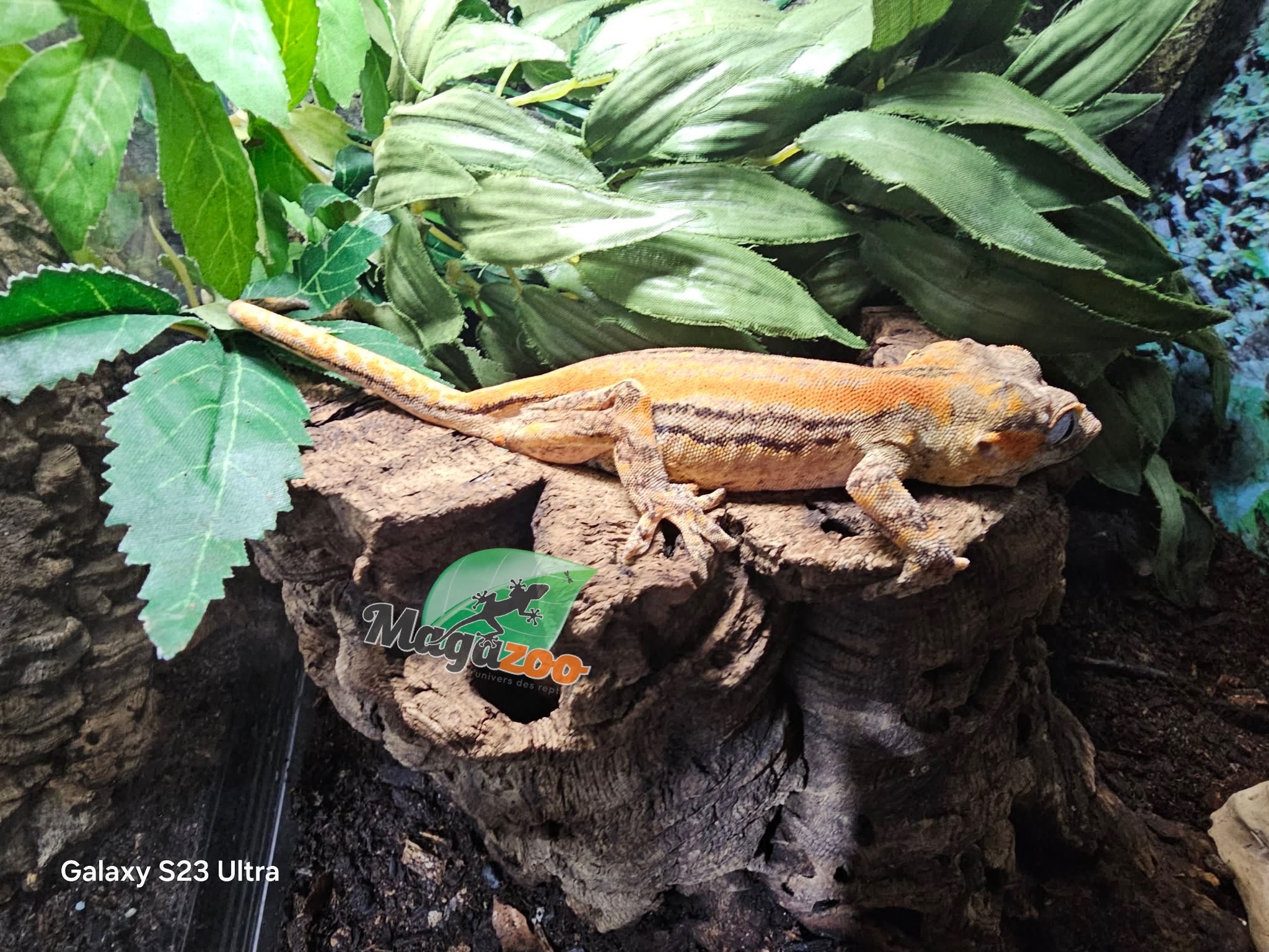 Magazoo Sub-Adulte Female Striped Orange Gargoyle gecko