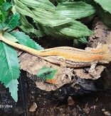 Magazoo Gecko gargouille Ligné Orange Femelle Sub-adulte