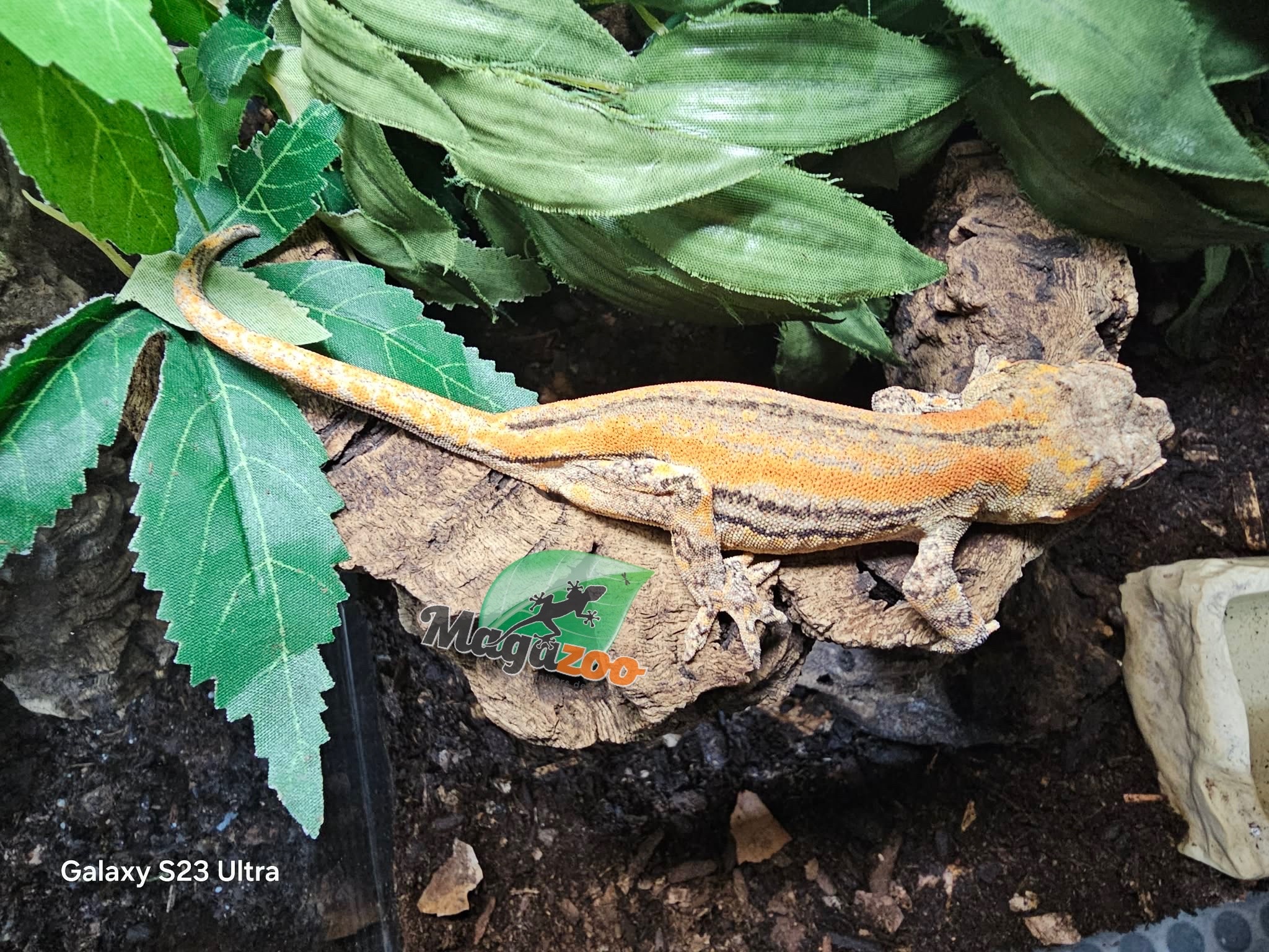 Magazoo Sub-Adulte Female Striped Orange Gargoyle gecko