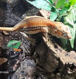 Magazoo Gecko gargouille Ligné Orange Femelle Sub-adulte