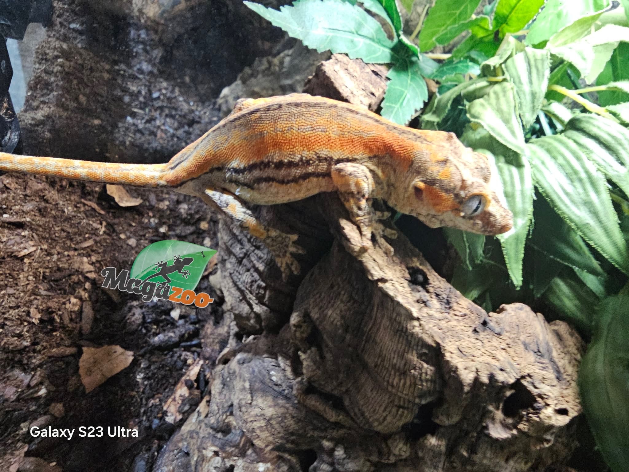 Magazoo Gecko gargouille Ligné Orange Femelle Sub-adulte