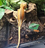 Magazoo Gecko gargouille Ligné Orange Femelle Sub-adulte