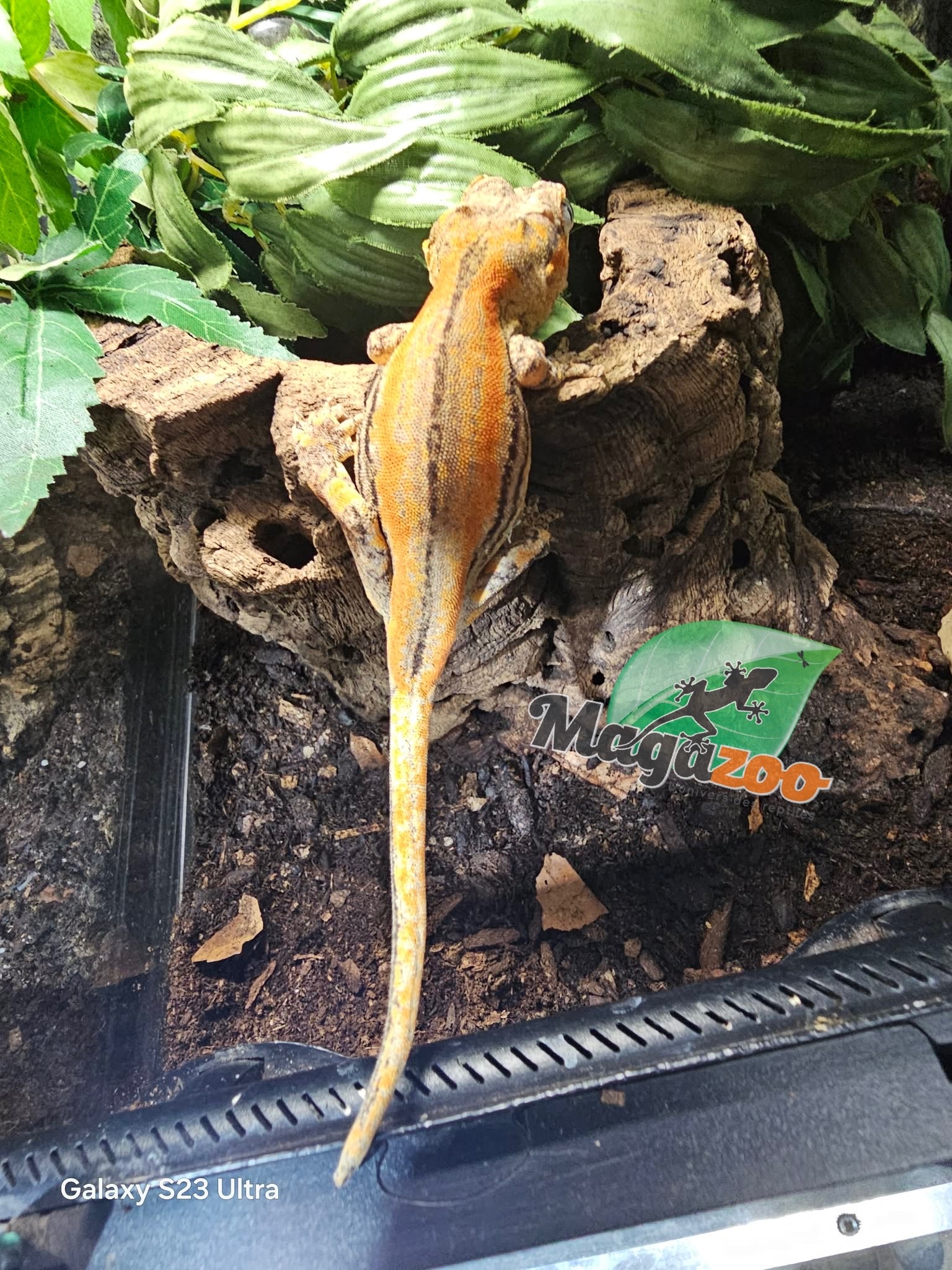 Magazoo Sub-Adulte Female Striped Orange Gargoyle gecko