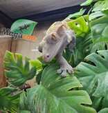 Magazoo Adult Male Harlequin Partial Pinstripe Crested gecko