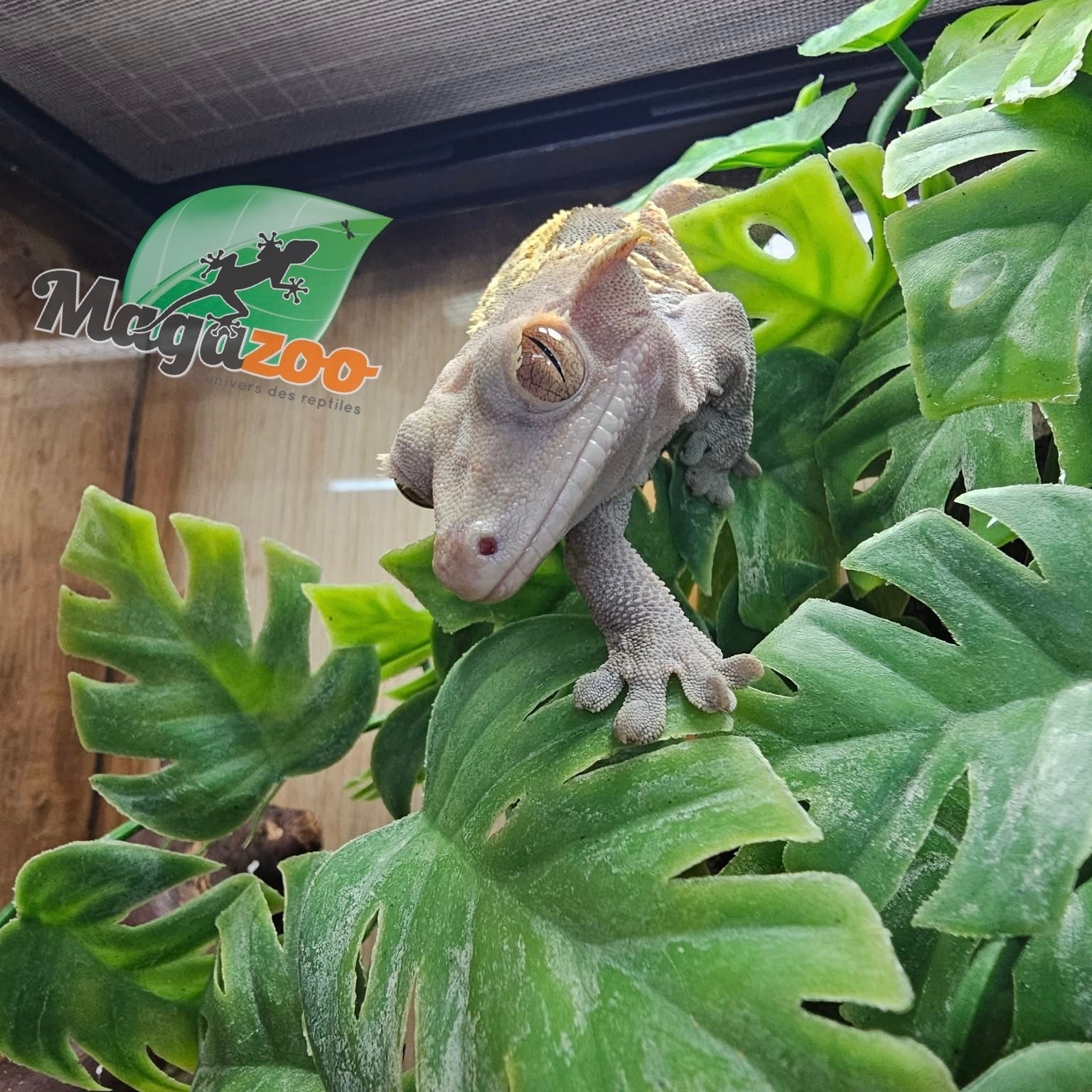 Magazoo Adult Male Harlequin Partial Pinstripe Crested gecko